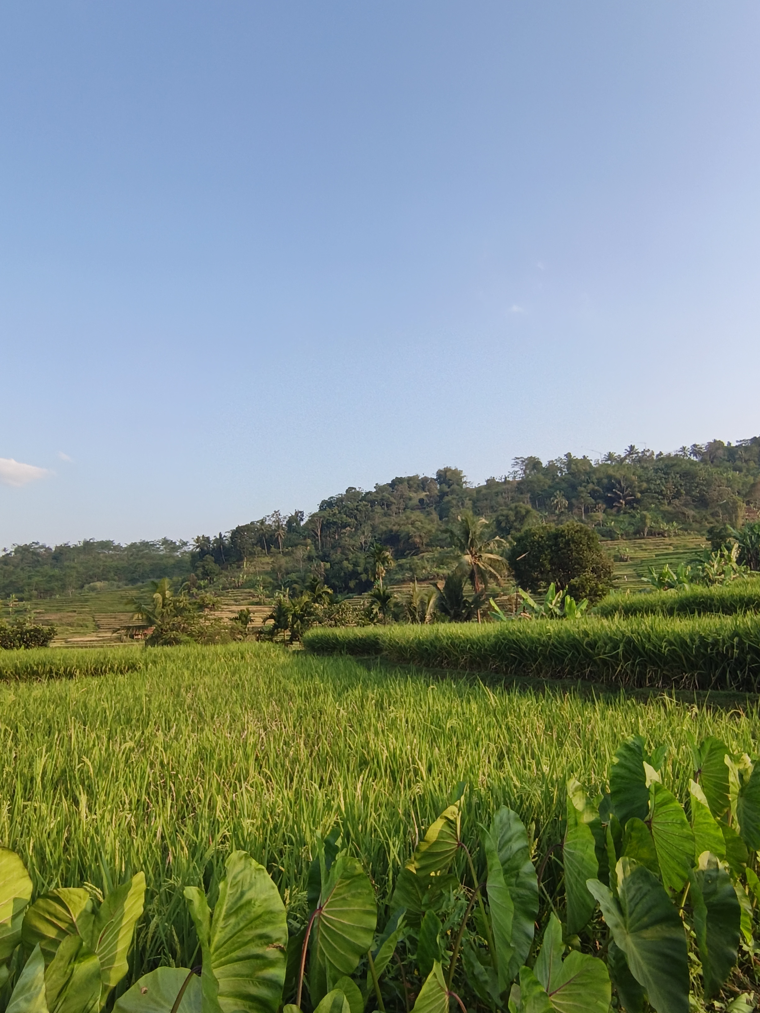 Terasering Sawah